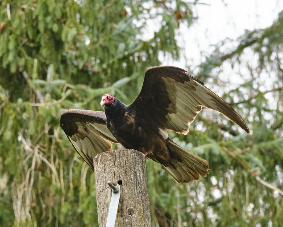 Turkey Vulture - Ivan Chao
