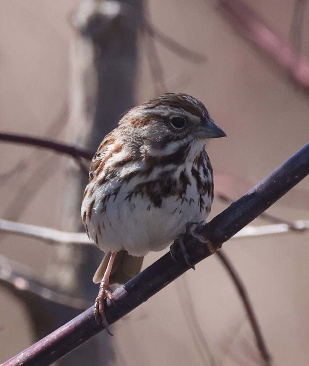 Song Sparrow (melodia/atlantica) - David Nicosia