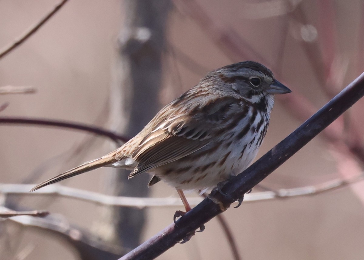 Song Sparrow (melodia/atlantica) - ML617054625