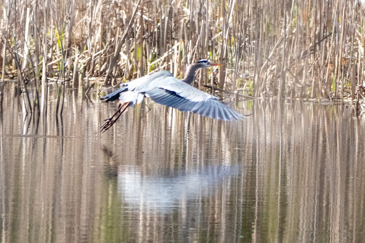 Great Blue Heron - Daniel Day