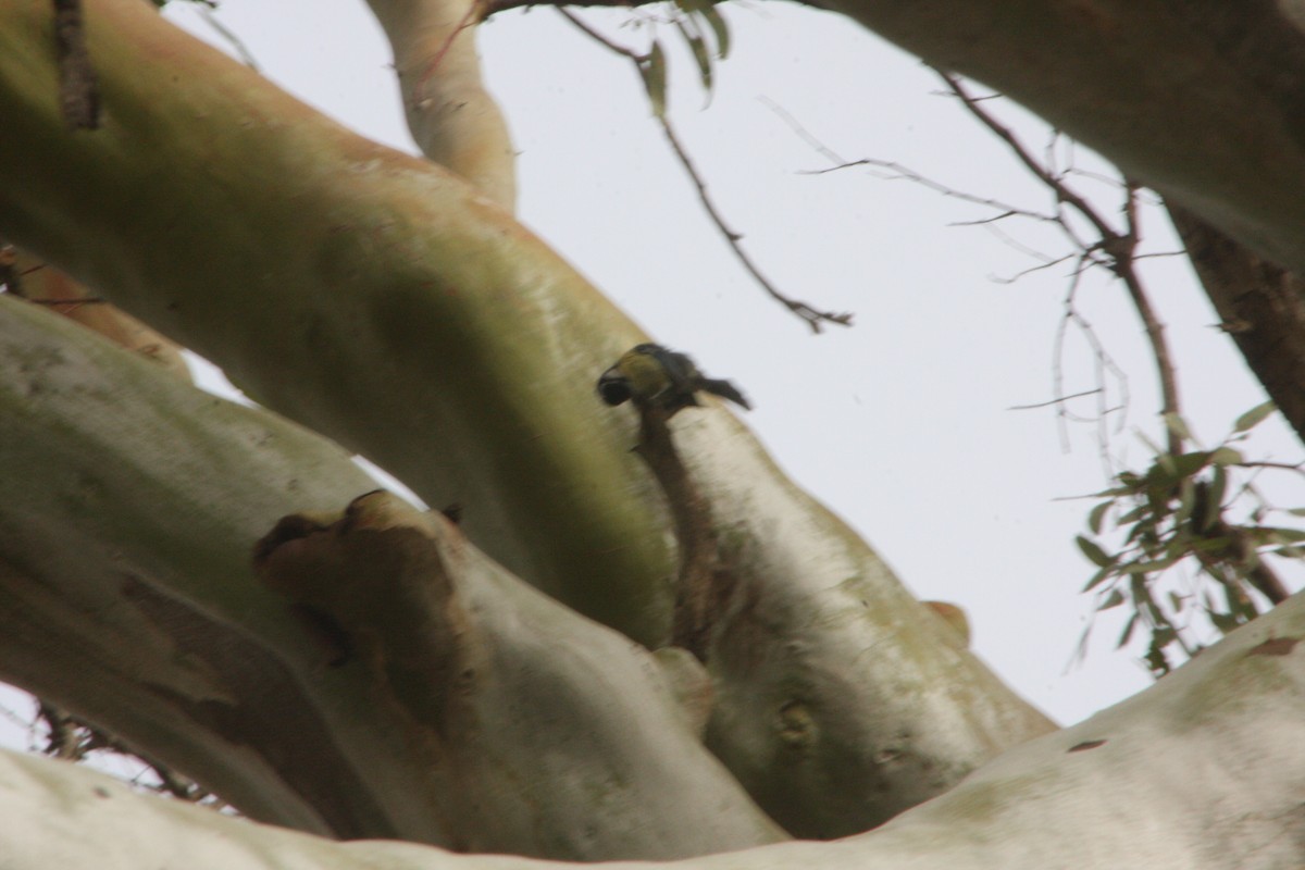 African Blue Tit - ML617054633