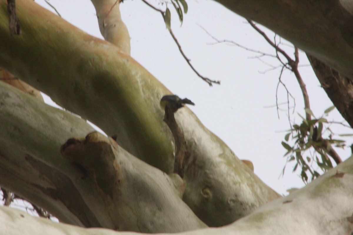 African Blue Tit - ML617054634