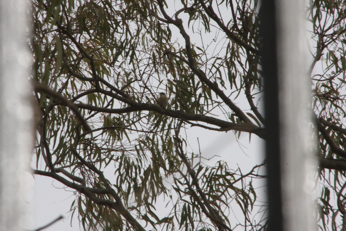 European Pied Flycatcher - ML617054637