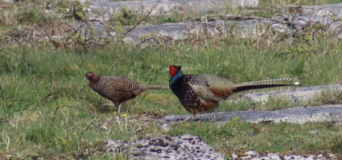 Ring-necked Pheasant - Kabir Samsi