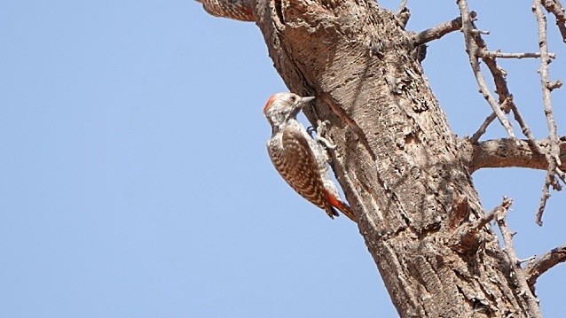 Little Gray Woodpecker - ML617054651