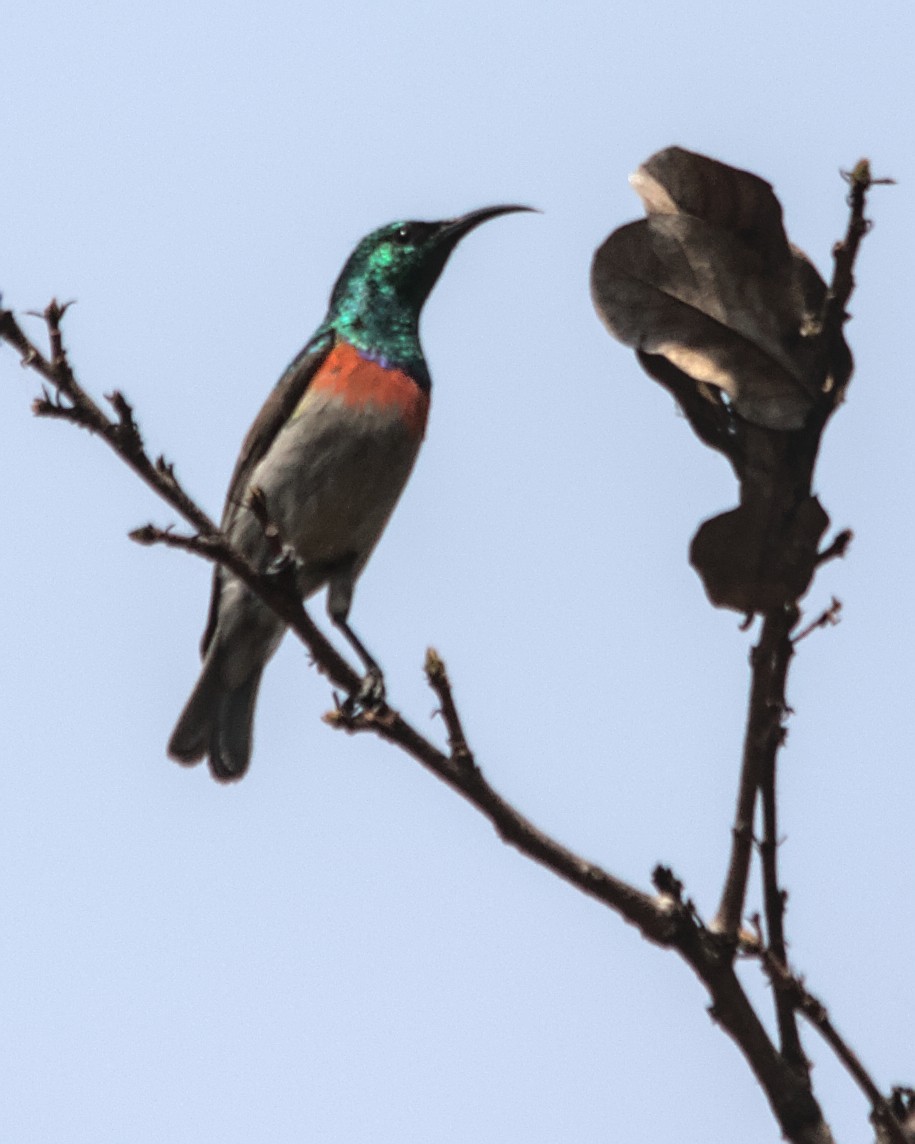 Western Miombo Sunbird - ML617054653