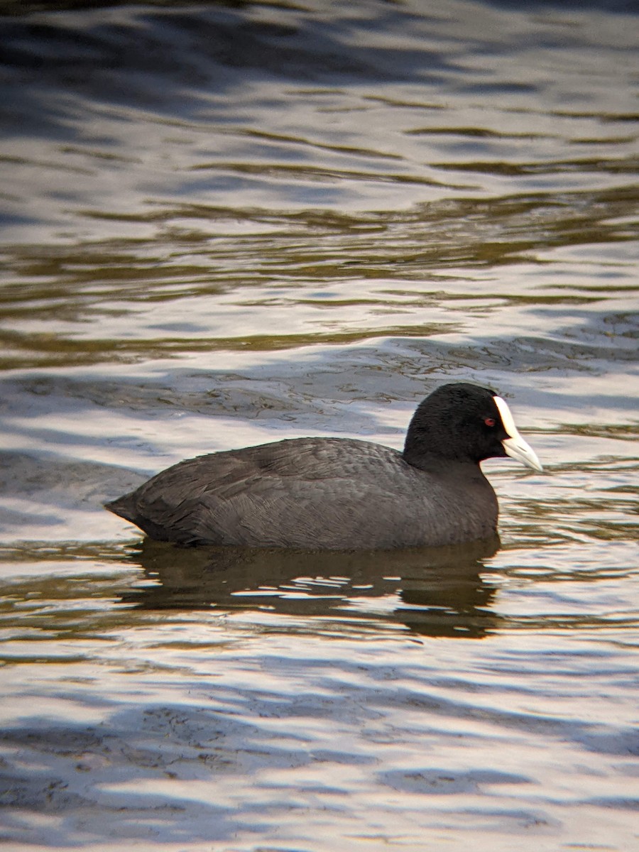 Eurasian Coot - ML617054678