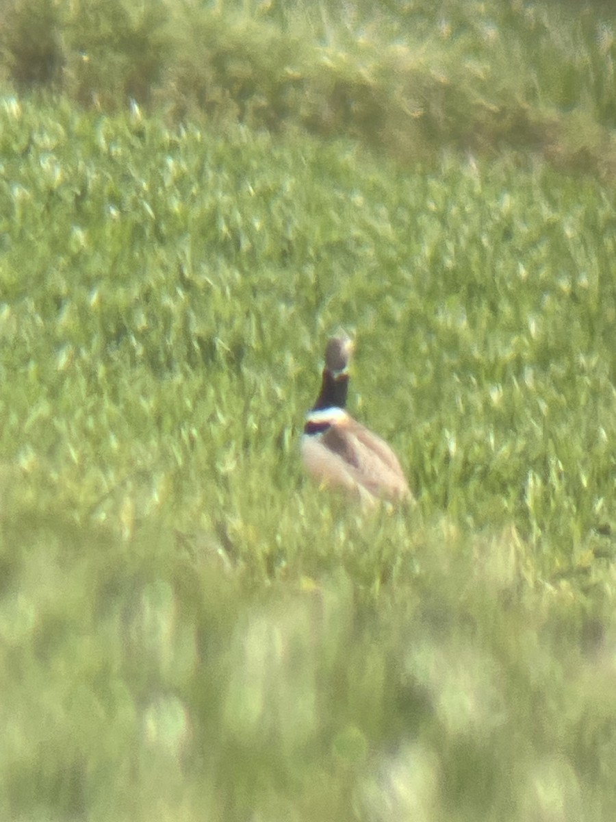 Little Bustard - Borja Buelta