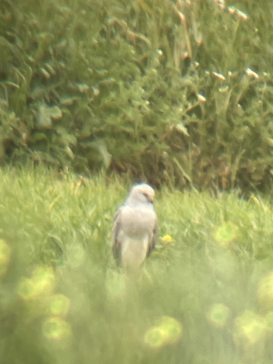 Pallid Harrier - ML617054785