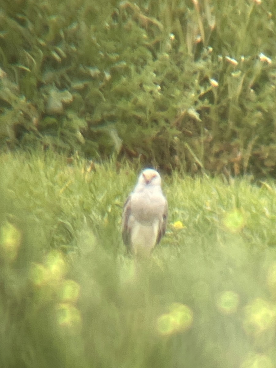 Pallid Harrier - ML617054786