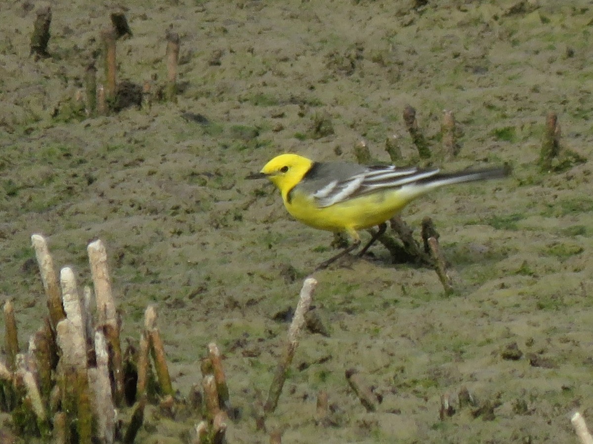 Citrine Wagtail - ML617054789