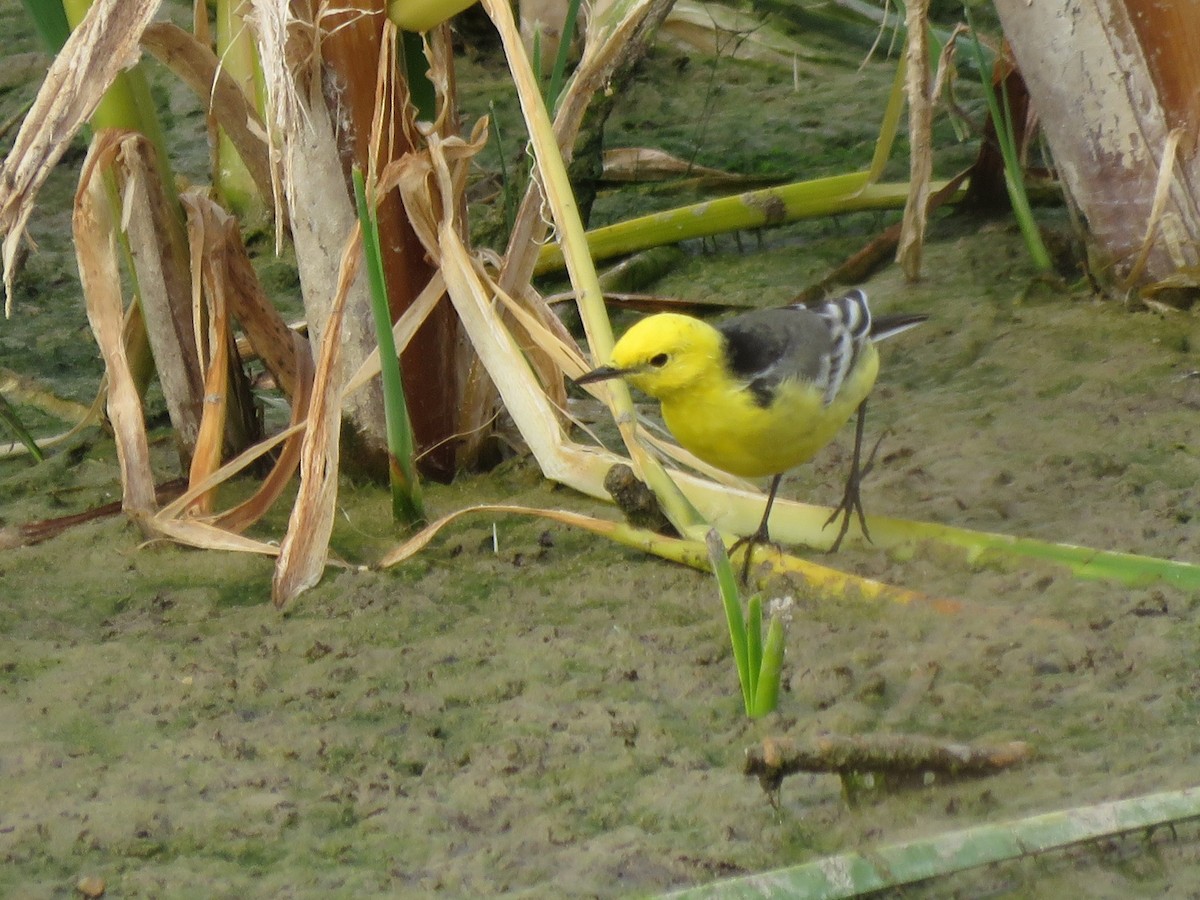 Citrine Wagtail - ML617054791