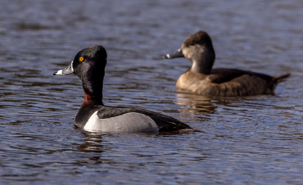 Ring-necked Duck - Robin Ohrt