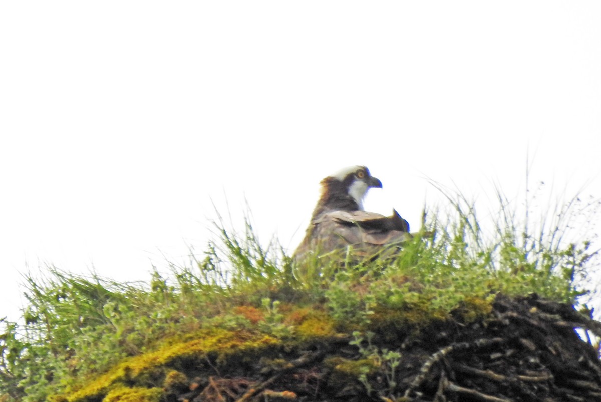 Águila Pescadora - ML617054839