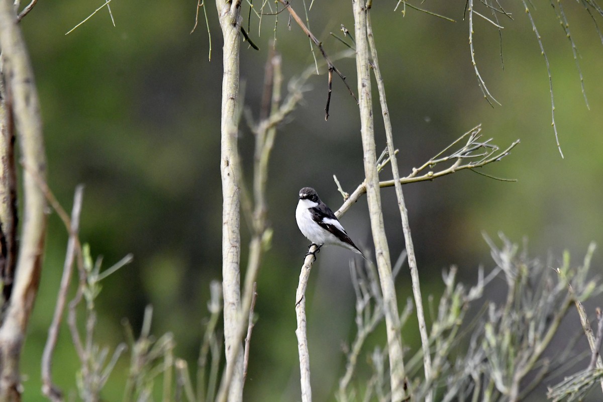 European Pied Flycatcher - ML617054878