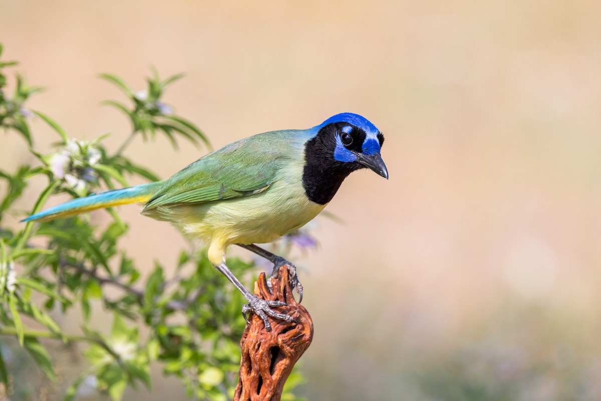 Green Jay - ML617054914