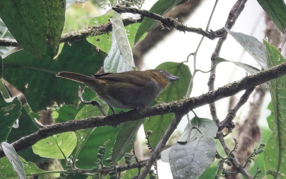 Yellow-throated Chlorospingus - Sophia Wong