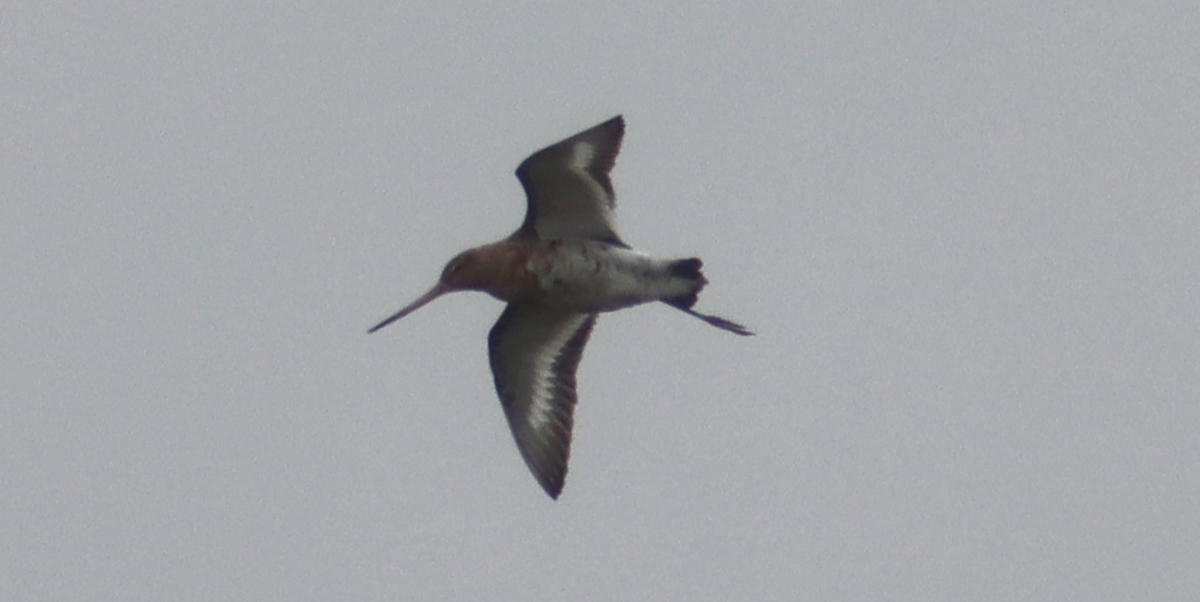 Black-tailed Godwit - Kabir Samsi