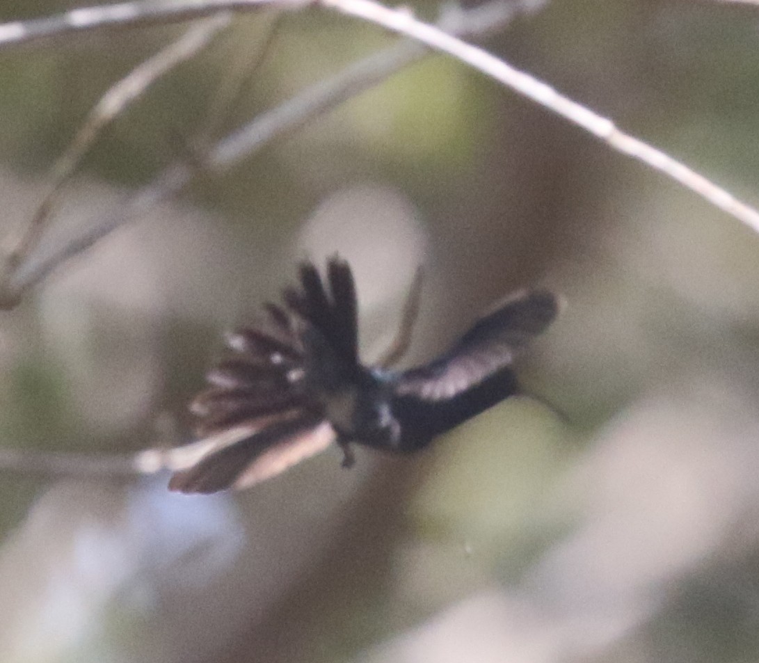 Sapphire-bellied Hummingbird - ML617055018