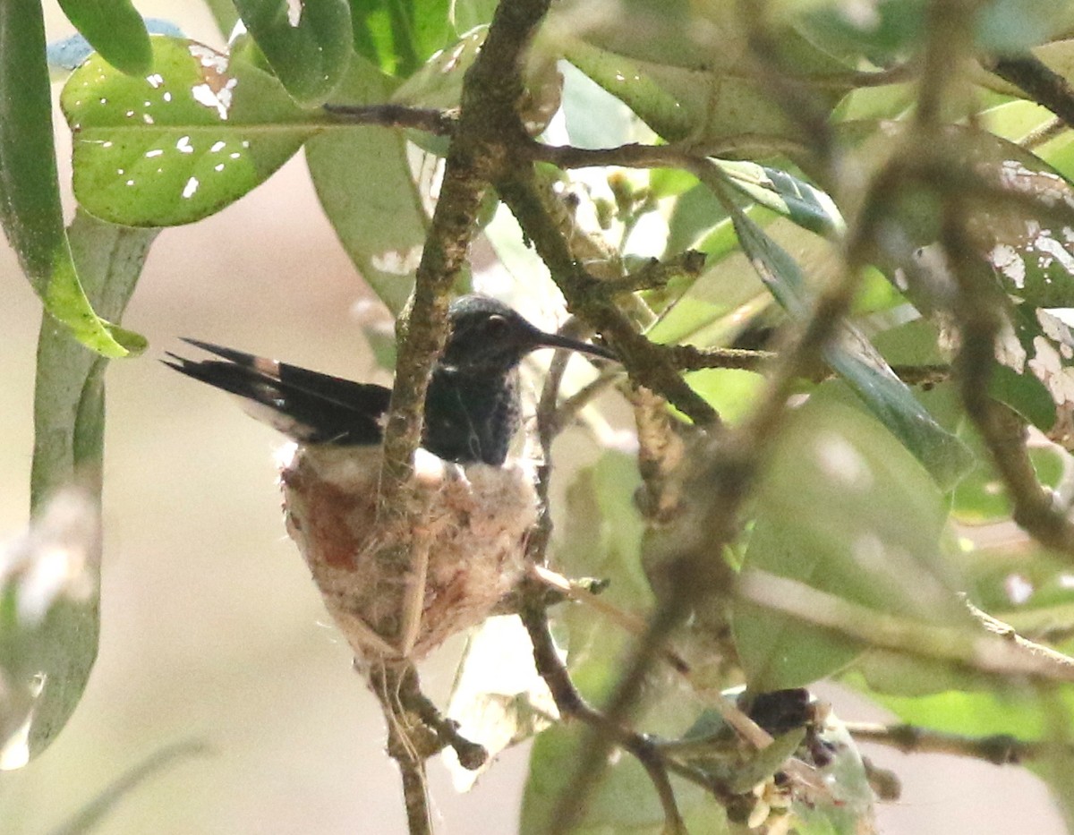 Sapphire-bellied Hummingbird - ML617055022