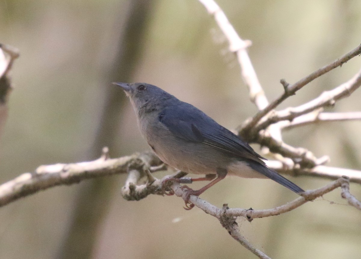 Bicolored Conebill - Corey Callaghan