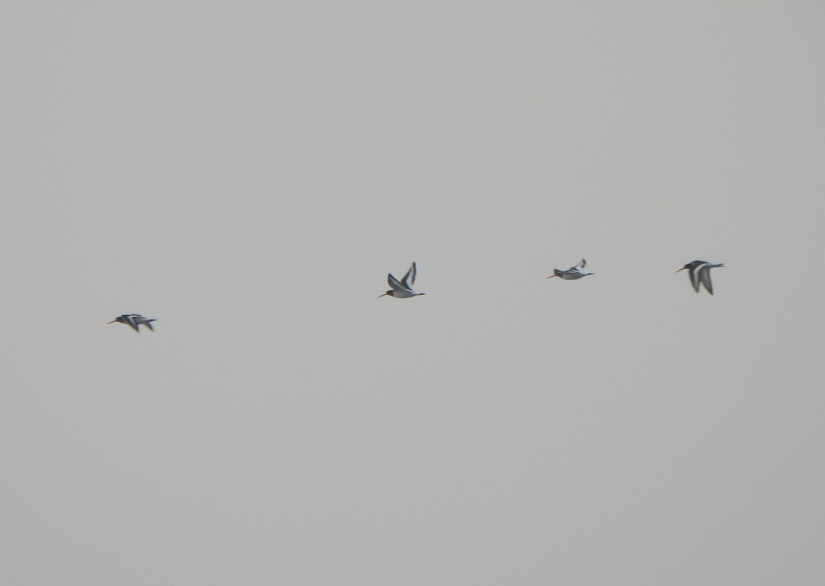 Eurasian Oystercatcher - ML617055049