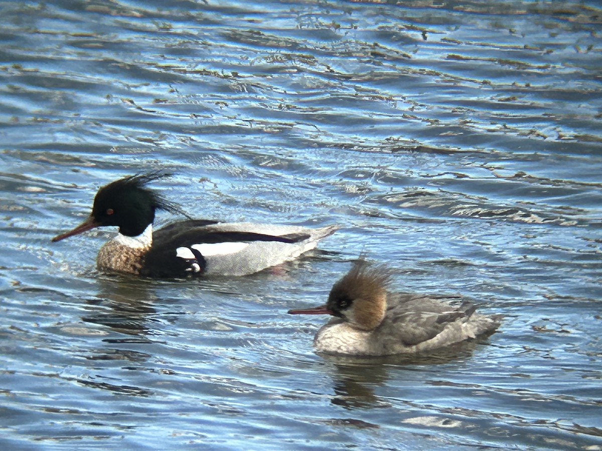 Red-breasted Merganser - ML617055084