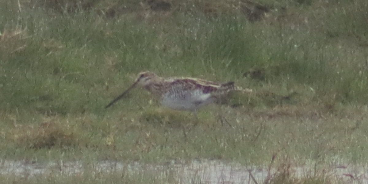 Common Snipe - Kabir Samsi