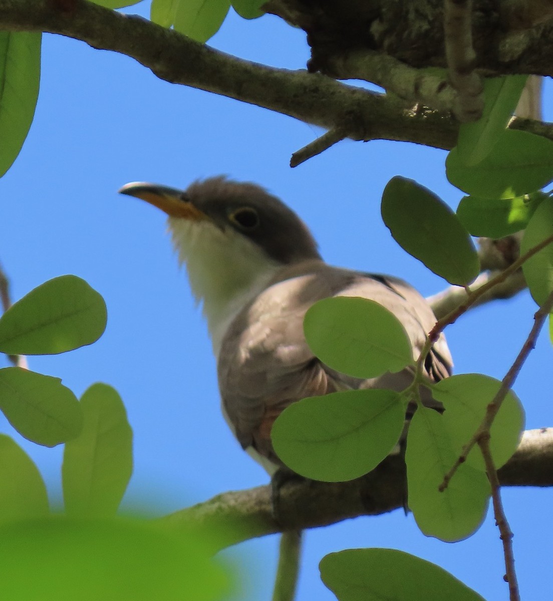 Yellow-billed Cuckoo - ML617055096