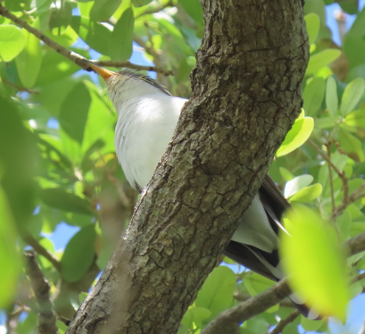 Yellow-billed Cuckoo - ML617055097