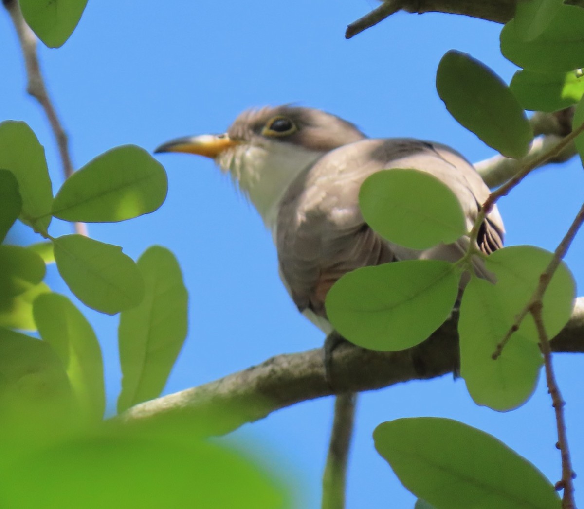 Yellow-billed Cuckoo - ML617055098