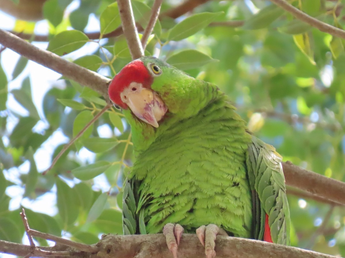 Amazona Tamaulipeca - ML617055118