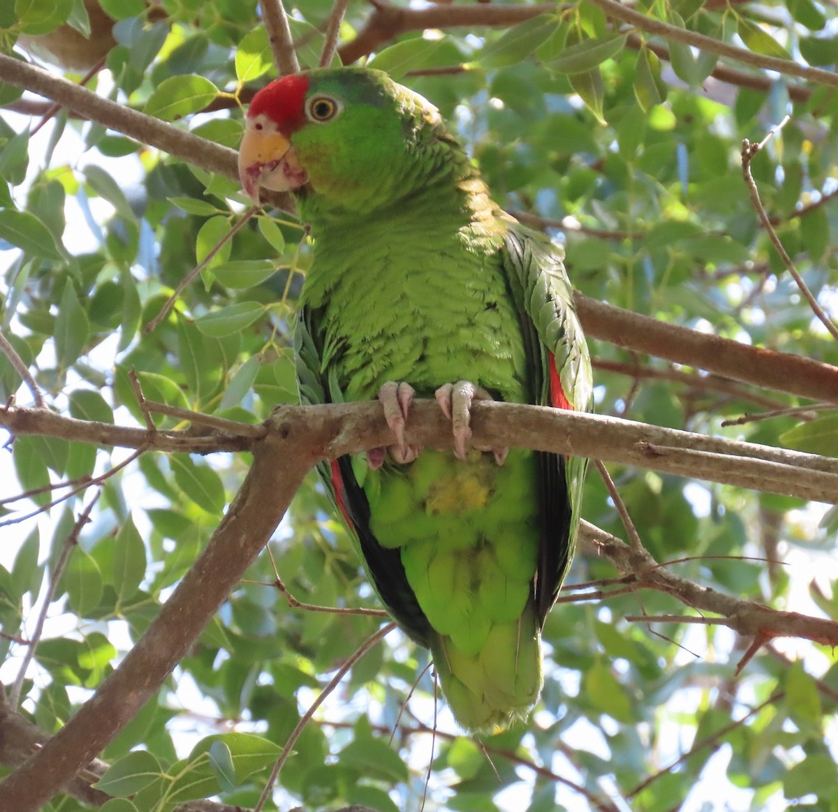 Red-crowned Parrot - ML617055119