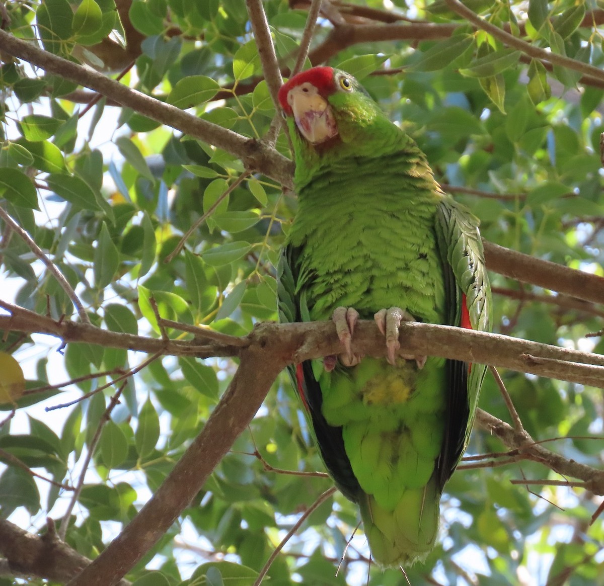 Red-crowned Parrot - ML617055120