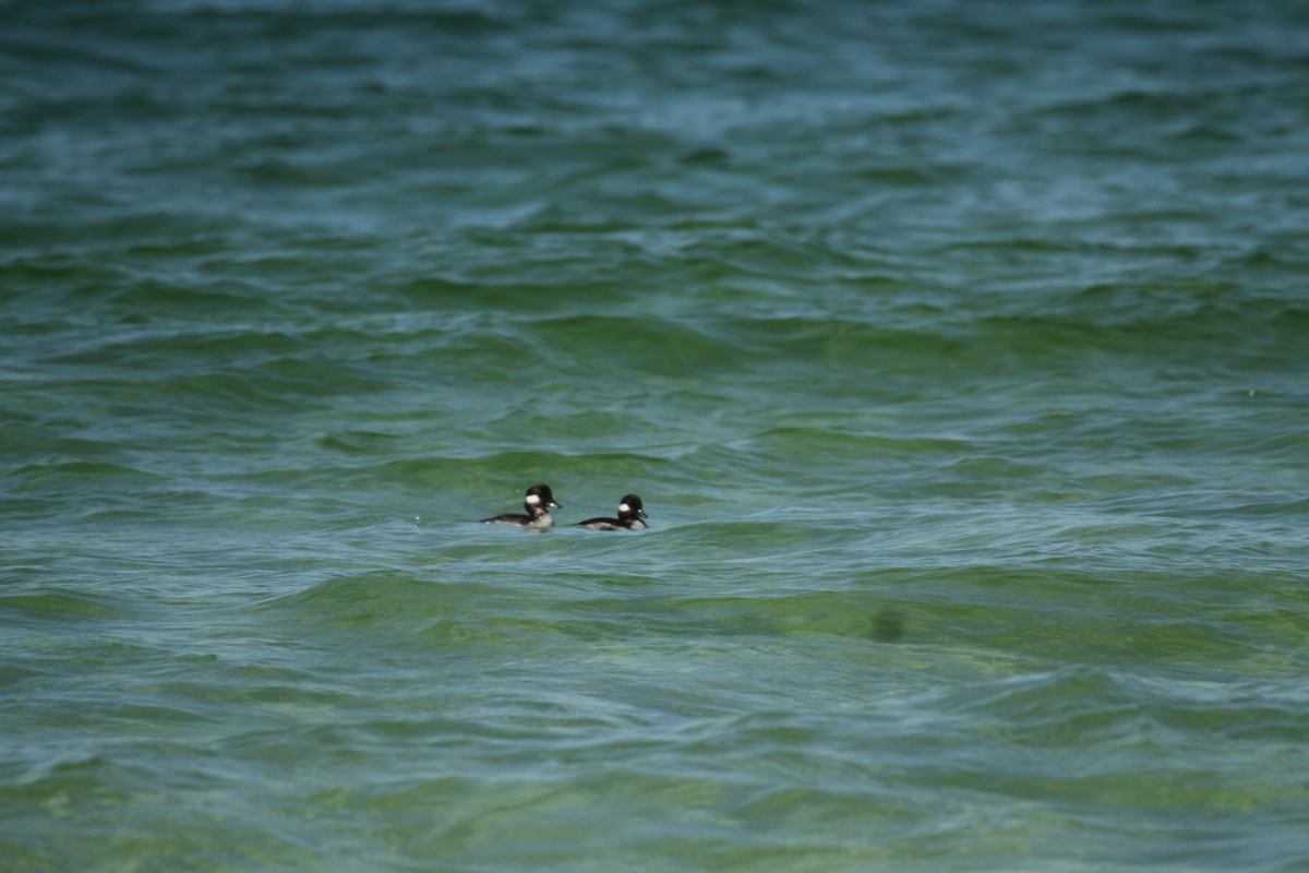 Bufflehead - Allan Muise