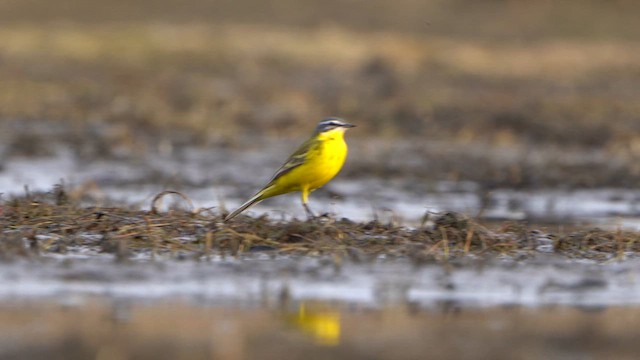 Western Yellow Wagtail - ML617055163