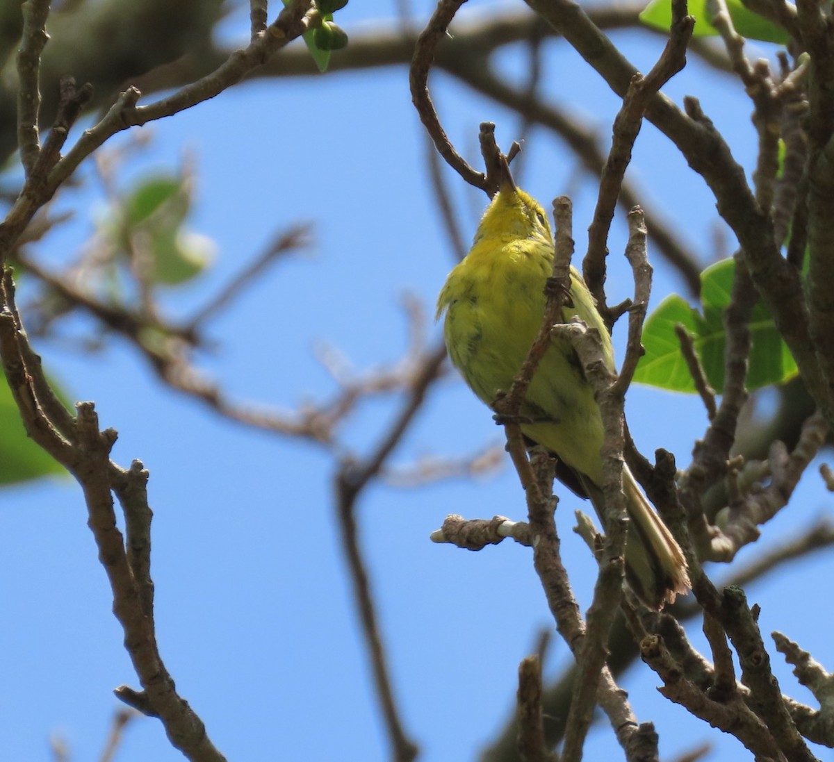 Paruline des prés - ML617055171