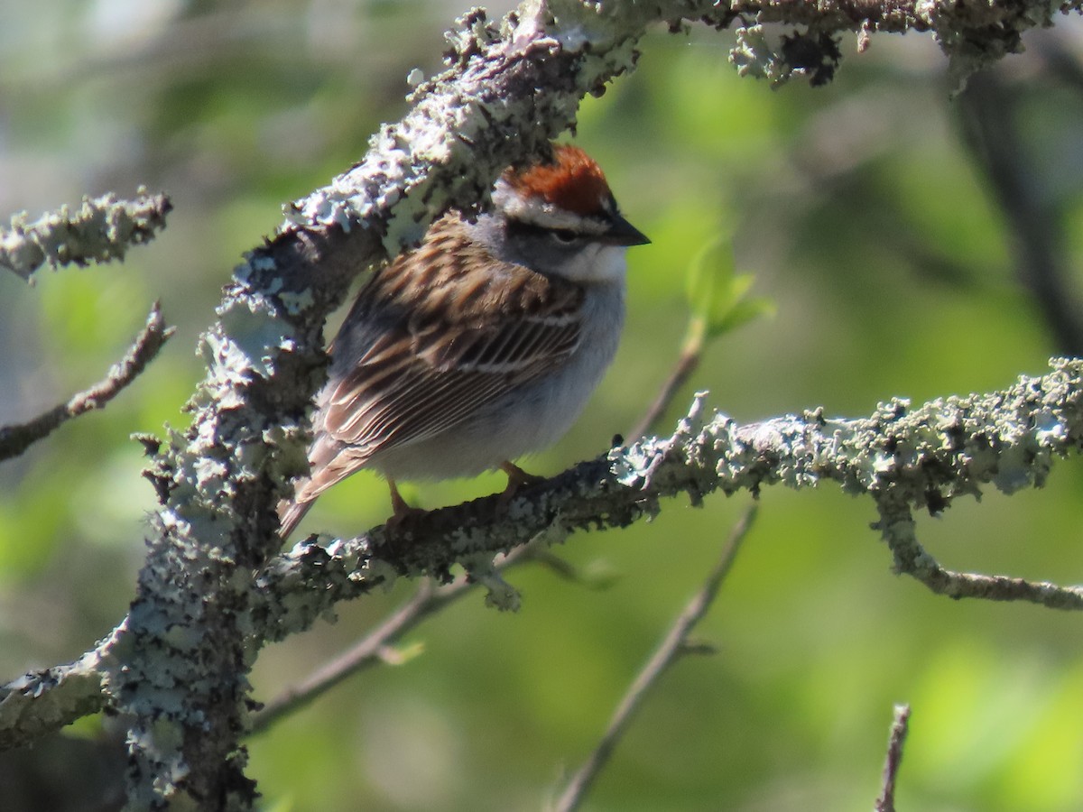 Chipping Sparrow - ML617055177