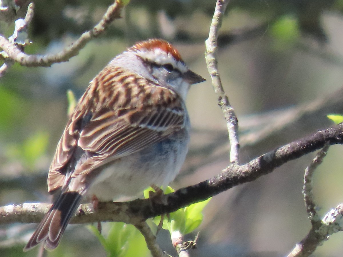 Chipping Sparrow - ML617055178