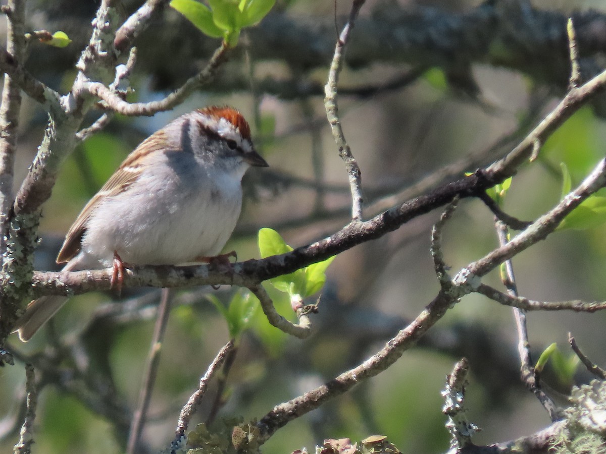 Chipping Sparrow - ML617055179