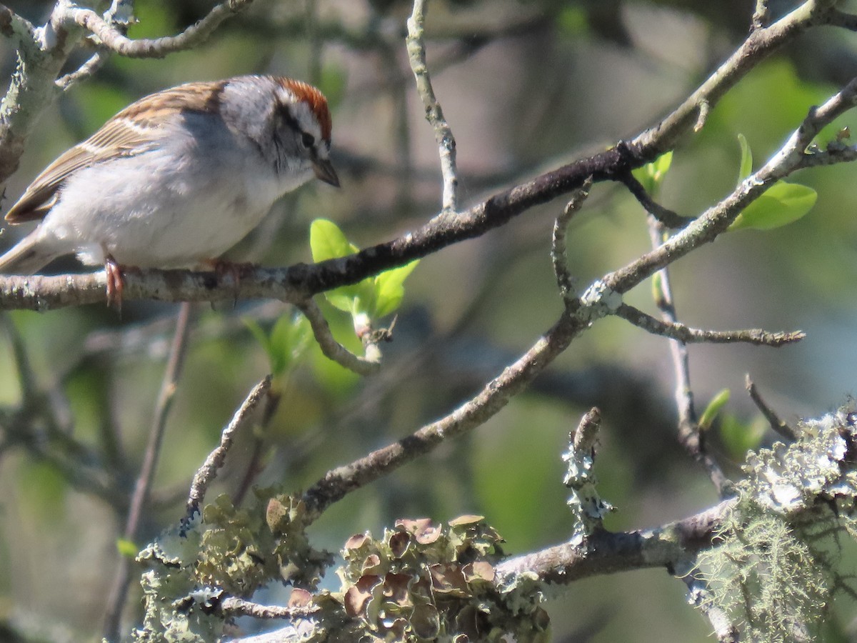 Chipping Sparrow - Michael  Moss