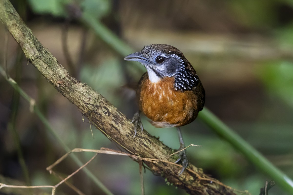 Spot-necked Babbler - ML617055185