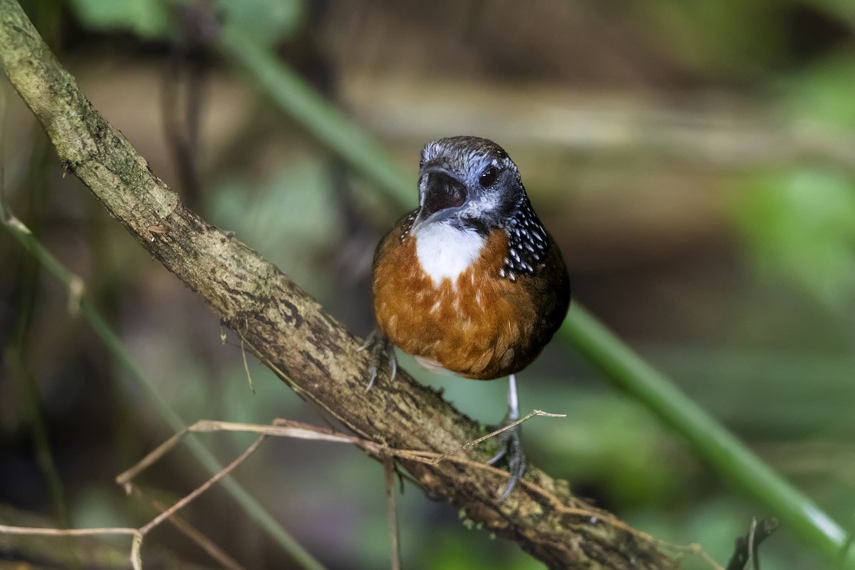 Spot-necked Babbler - Stefan Hirsch