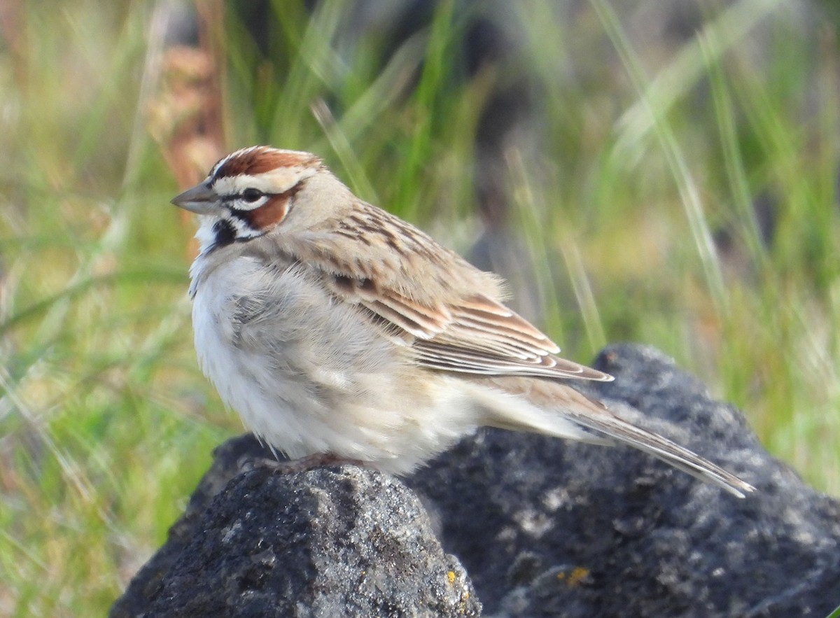 Lark Sparrow - Jeff Miller