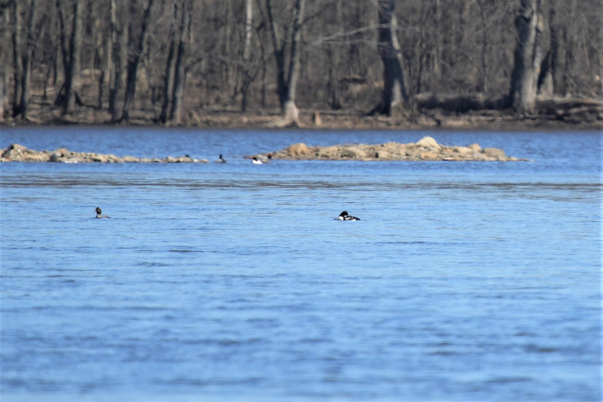 Barrow's Goldeneye - ML617055278