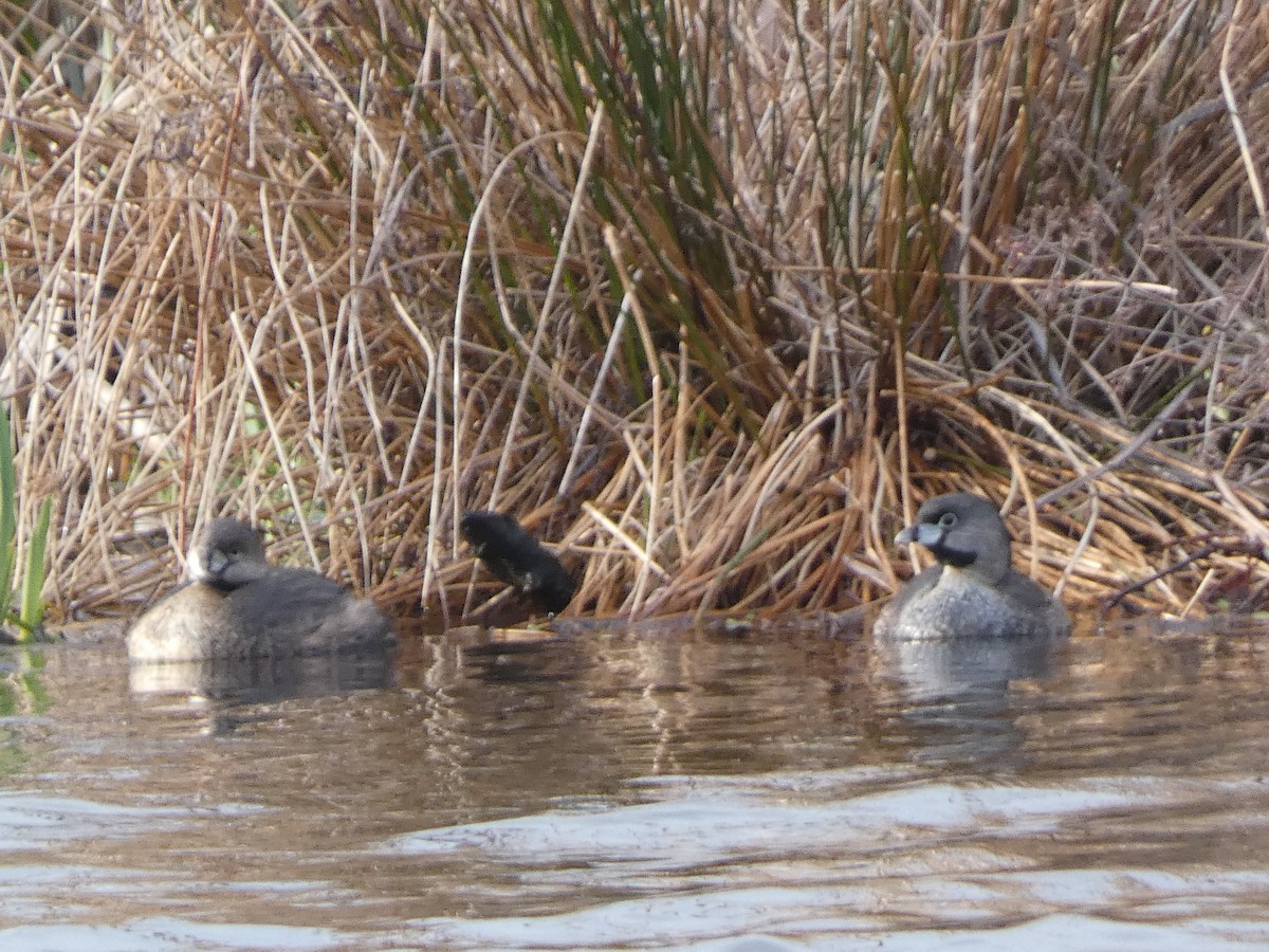 Pied-billed Grebe - ML617055300