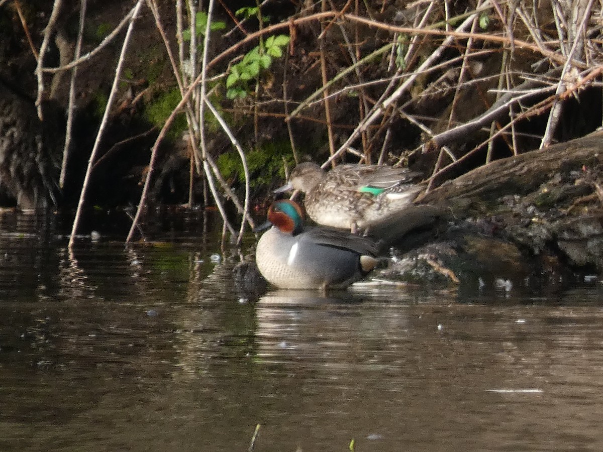 Green-winged Teal - ML617055335