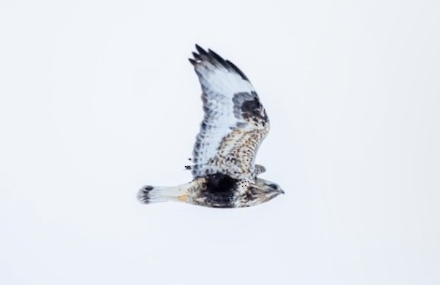 Rough-legged Hawk - ML617055384