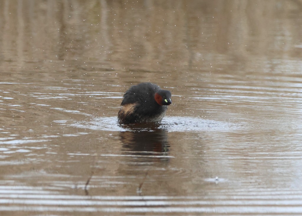 Little Grebe - ML617055394