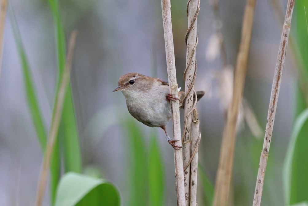 Cetti's Warbler - ML617055461